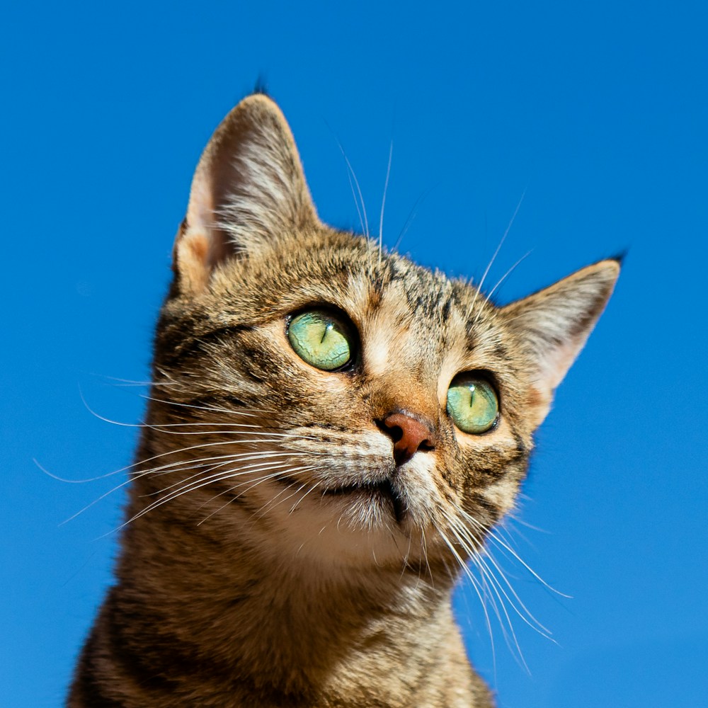 Gato atigrado con mirada intensa