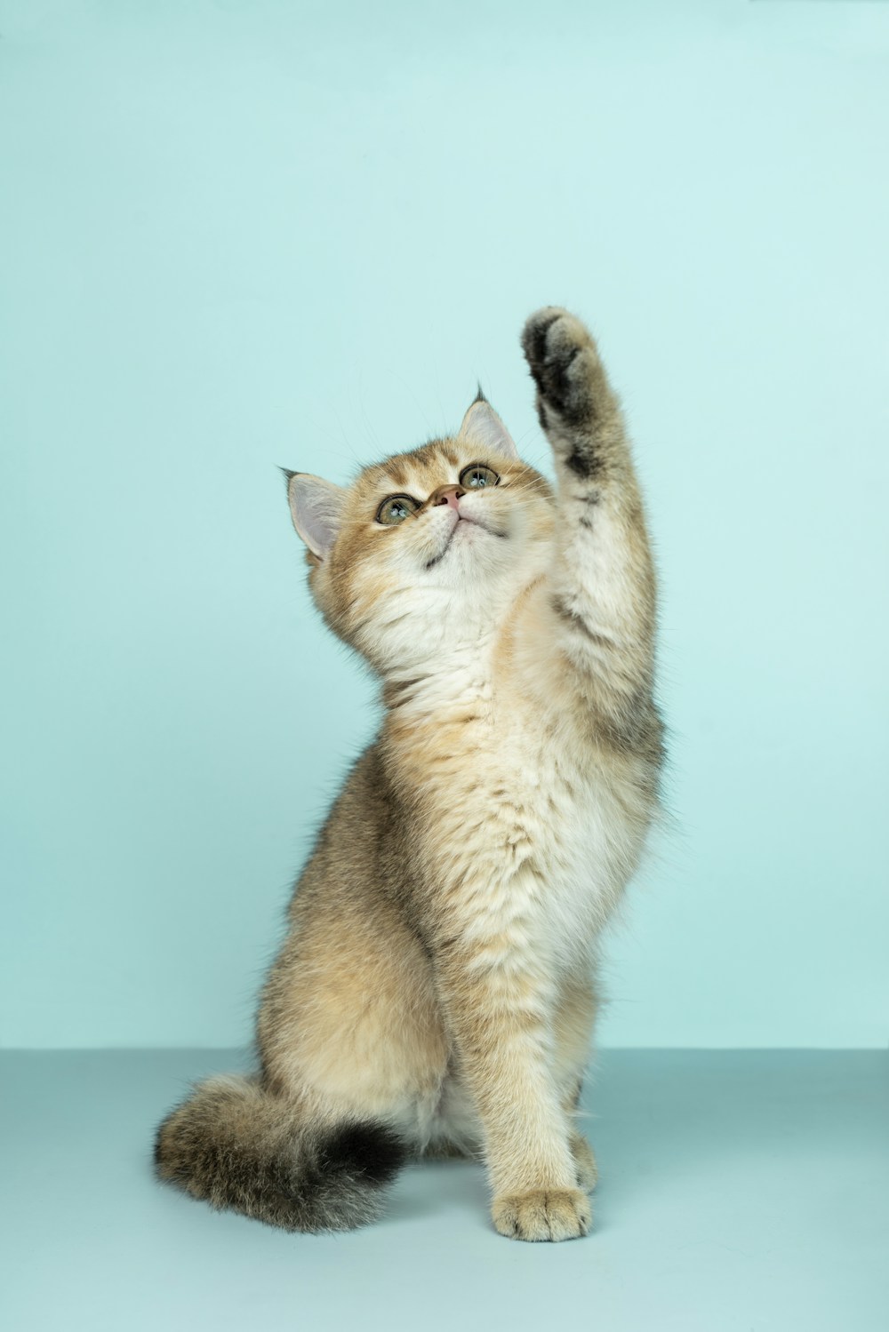 Gatito naranja esponjoso