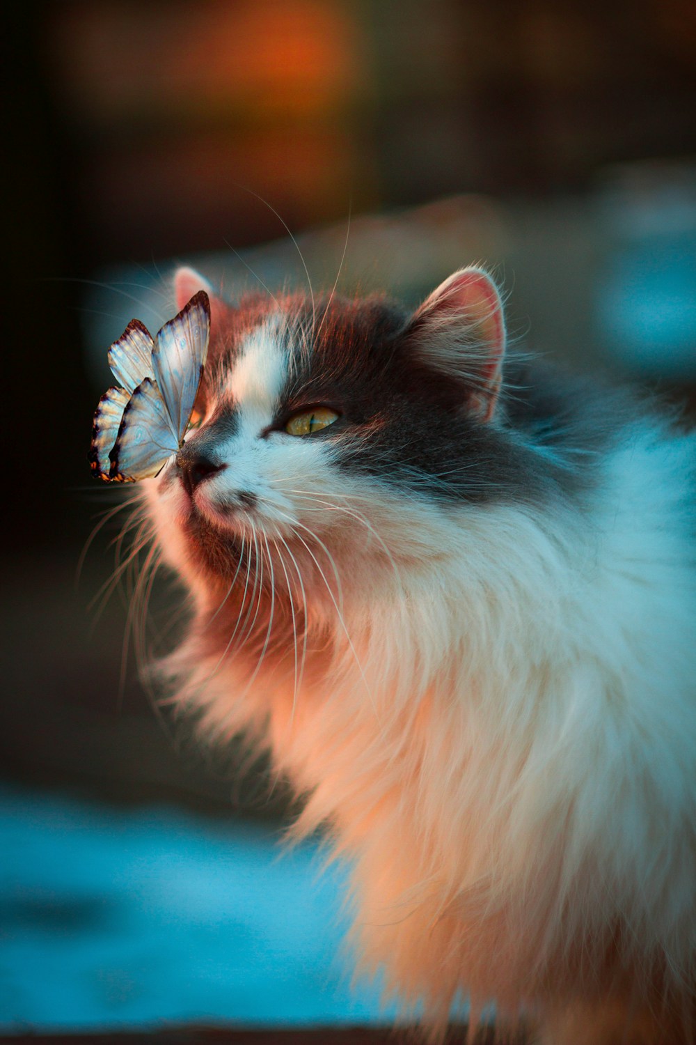 Gato blanco con lazo rojo
