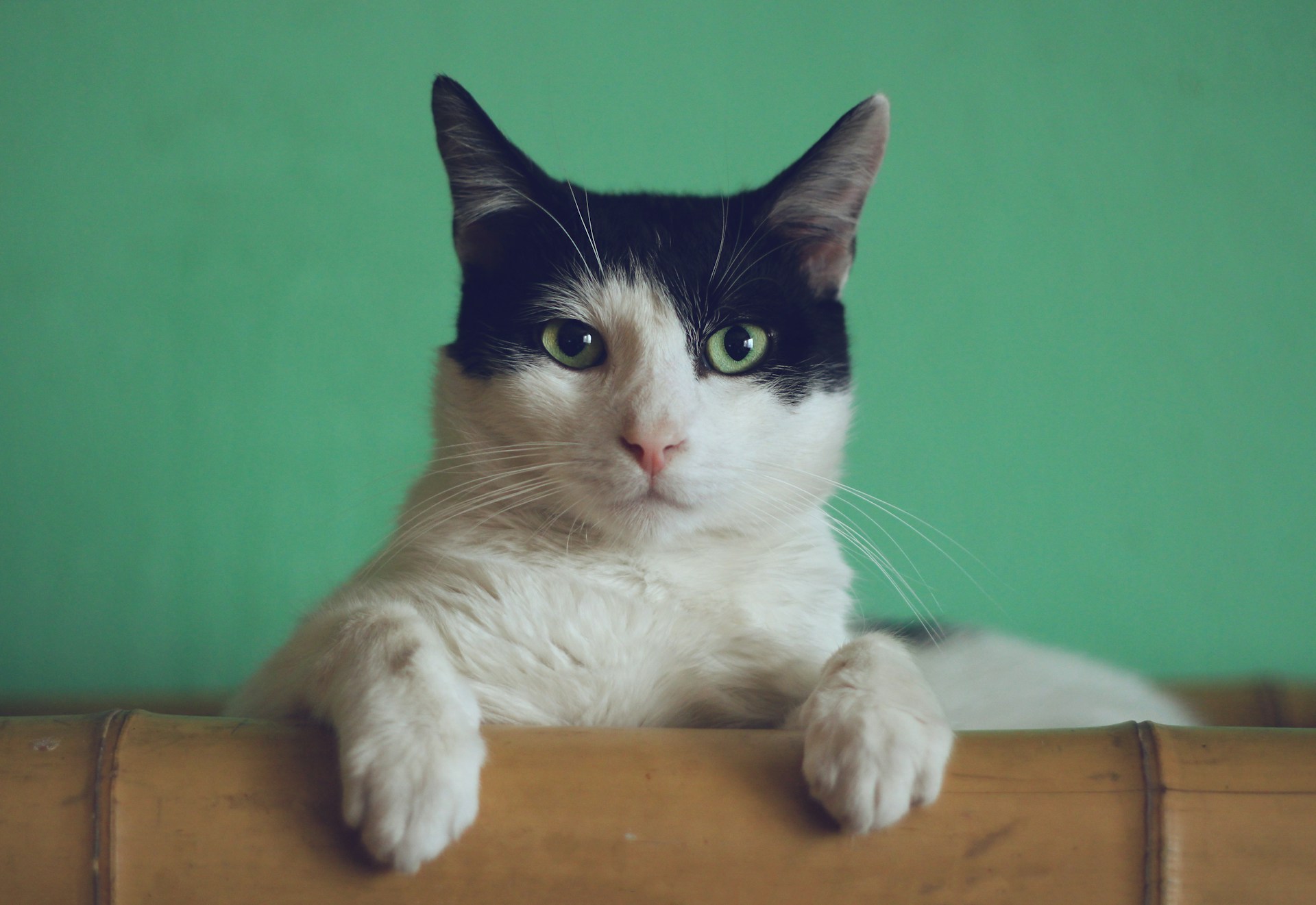 Gato atigrado con ojos verdes